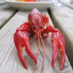 Tiny lobster